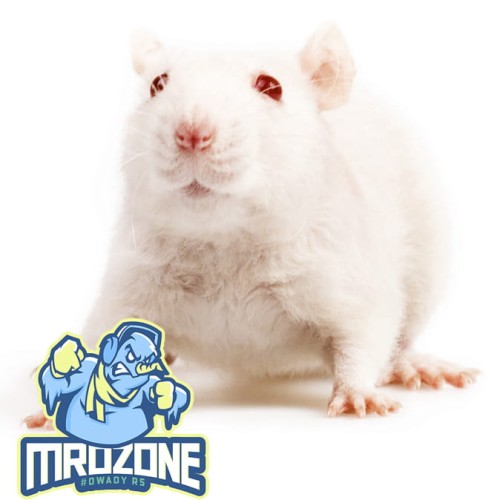 mysz.jpg