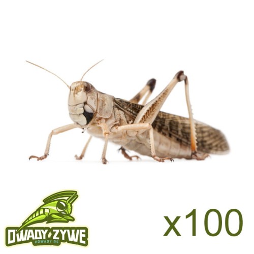szarancza_wedrowna_dorosla100.jpg