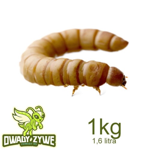 macznik_1kg_1600ml.jpg