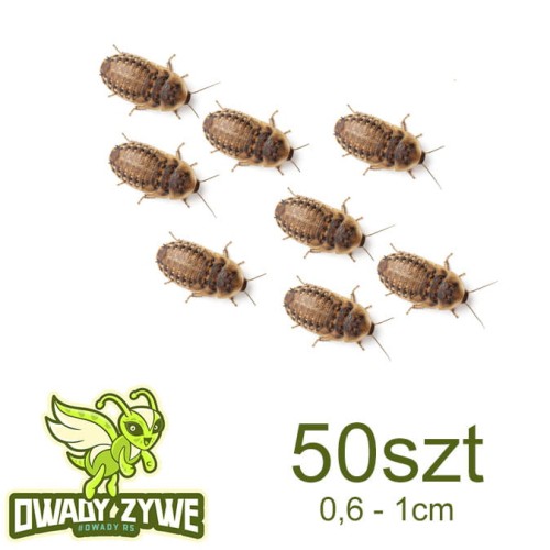 karaczan_argentynski_50szt_06_1cm.jpg
