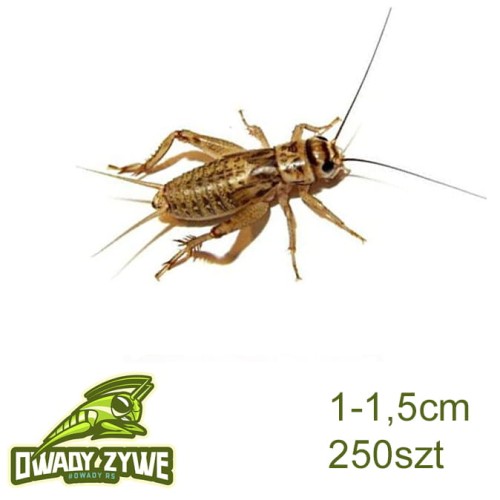 acheta_domestica_sr_250szt.jpg