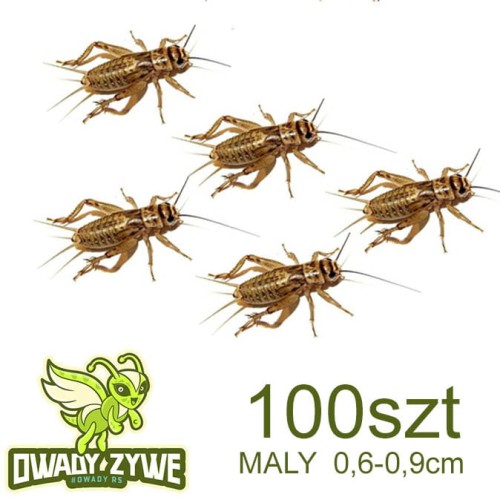 swierszcz_micro_100_maly.jpg