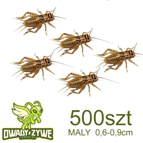 swierszcz_micro_500_maly.jpg