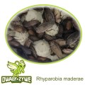 r_maderae_.jpg