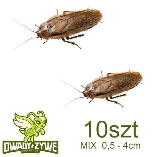 r_maderae10szt.jpg