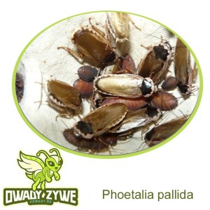 Phoetalia pallida 50szt