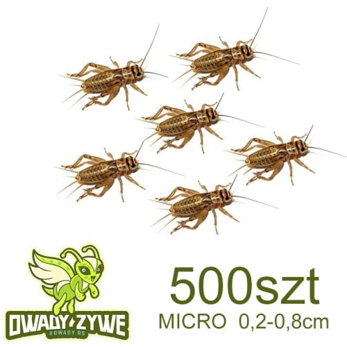 swierszcz_micro_500_wyleg.jpg