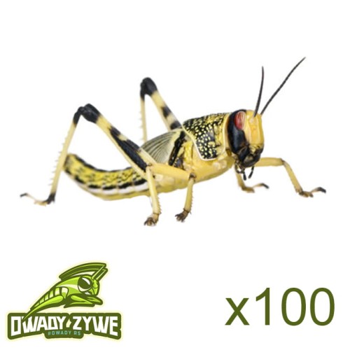 szarancza_pustynna_średnia100.jpg