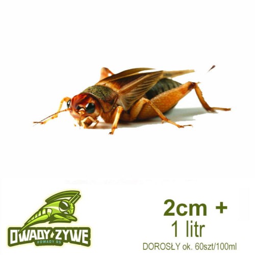gryllus_assimilis_1l_dorosly.jpg