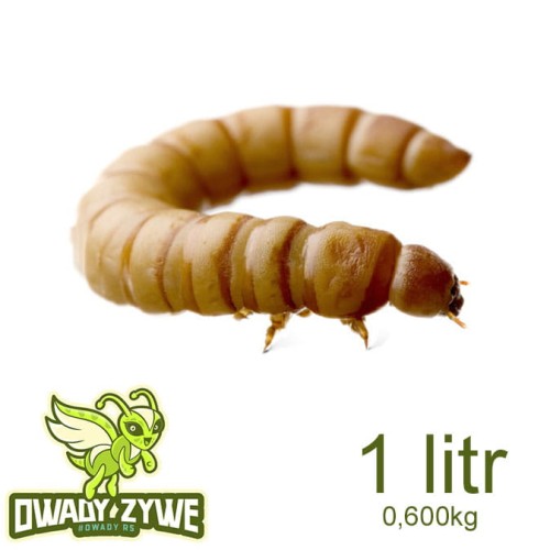 macznik_1litr_600gram.jpg