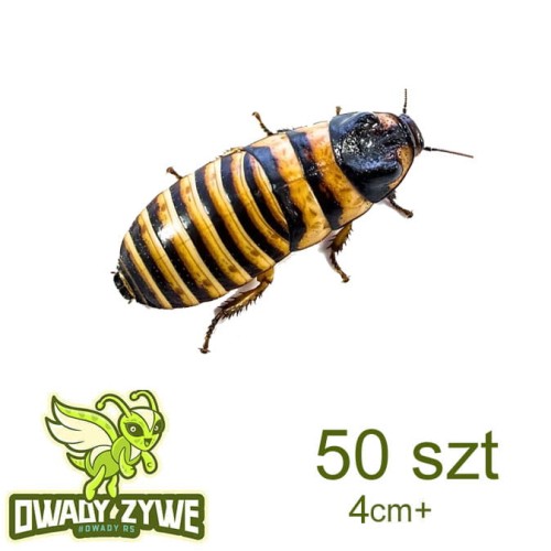 karaczan_javanica4cm_50szt.jpg