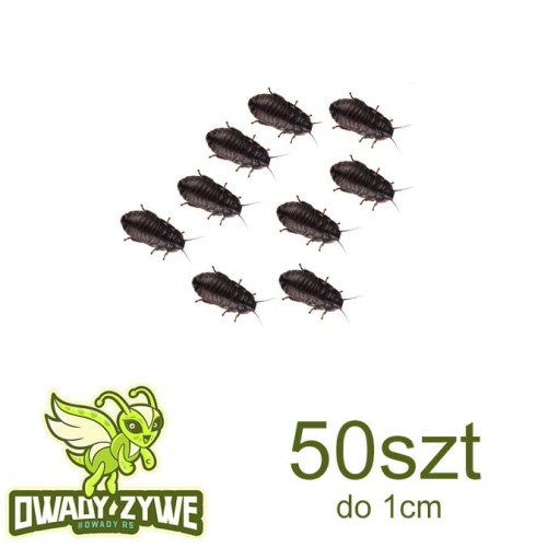 karaczan_jamajski_1cm_50szt.jpg
