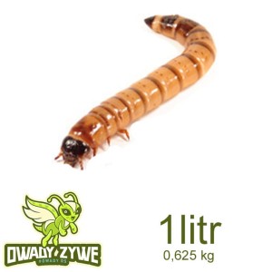 DAROWIZNA KOŚCIAN  Drewnojad 1 litr