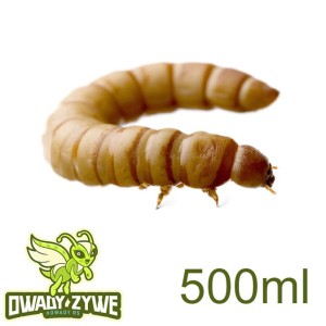 DAROWIZNA  KOŚCIAN Mącznik młynarek 500ml