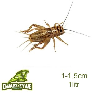 DAROWIZNA KOŚCIAN Świerszcz domowy 1 - 1,5cm 1litr