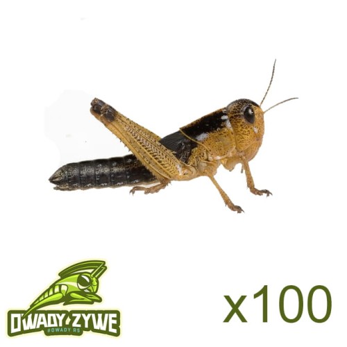 szarancza_wedrowna_srednia100.jpg