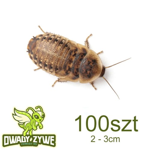 karaczan_argentynski_100szt_2_3cm.jpg