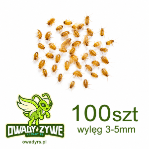 Karaczan turecki  100szt  wylęg