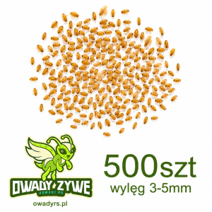 Karaczan turecki  500szt  wylęg