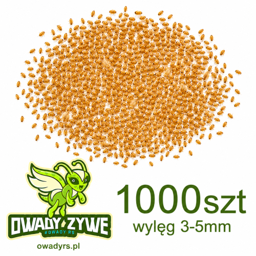wyleg_turecki_1000szt.png