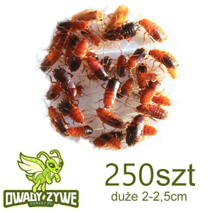 Karaczan turecki 250szt SUB/IMAGO
