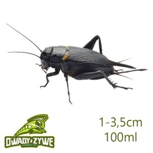 Świerszcz śródziemnomorski 1-3,5cm 100ml