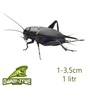 Świerszcz śródziemnomorski 1-3,5cm 1litr