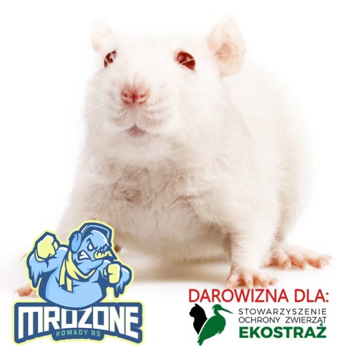 ekostraz_myszy.jpg