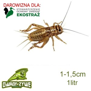 DAROWIZNA EKOSTRAŻ Świerszcz domowy 1 - 1,5cm 1litr