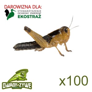 DRAOWIZNA EKOSTRAŻ Szarańcza wędrowna SUB 100szt 